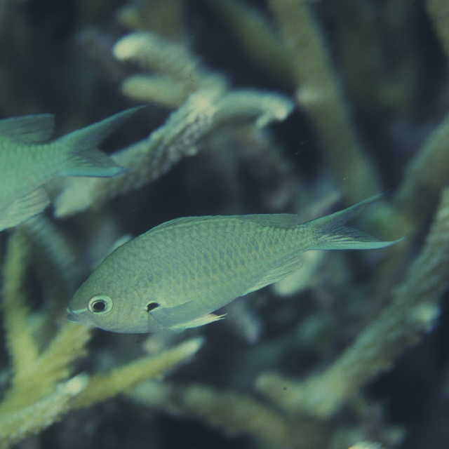 Chromis atripectoralis